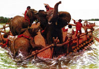Слоны, которых перевозят на плотах через Рону
